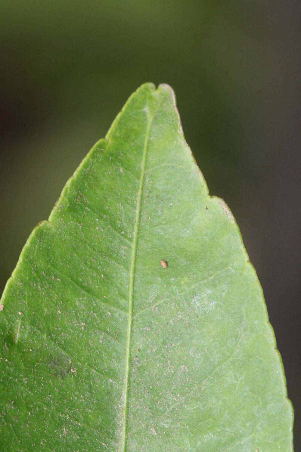              Margin (Riverside, CA)       